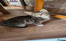 Mixed Breed cats for sale: 4 kittens a quarter ragdoll - Image 2