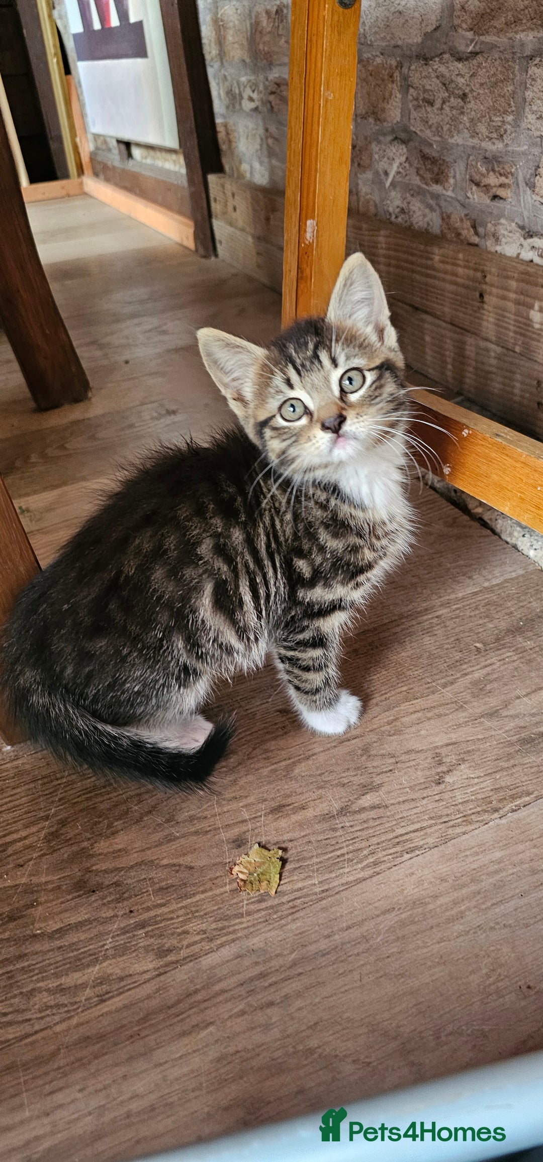 Mixed Breed cats for sale: 4 kittens a quarter ragdoll - Image 2