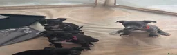 Lurcher dogs for sale: Lurcher puppies M/F  - Advert 3