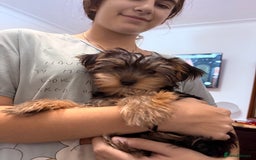 Yorkshire Terrier dogs for sale: Adorable Yorkshire Terrier girl puppies  - Image 9