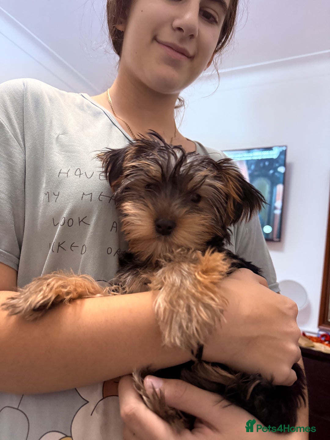 Yorkshire Terrier dogs for sale: Adorable Yorkshire Terrier girl puppies  - Image 9