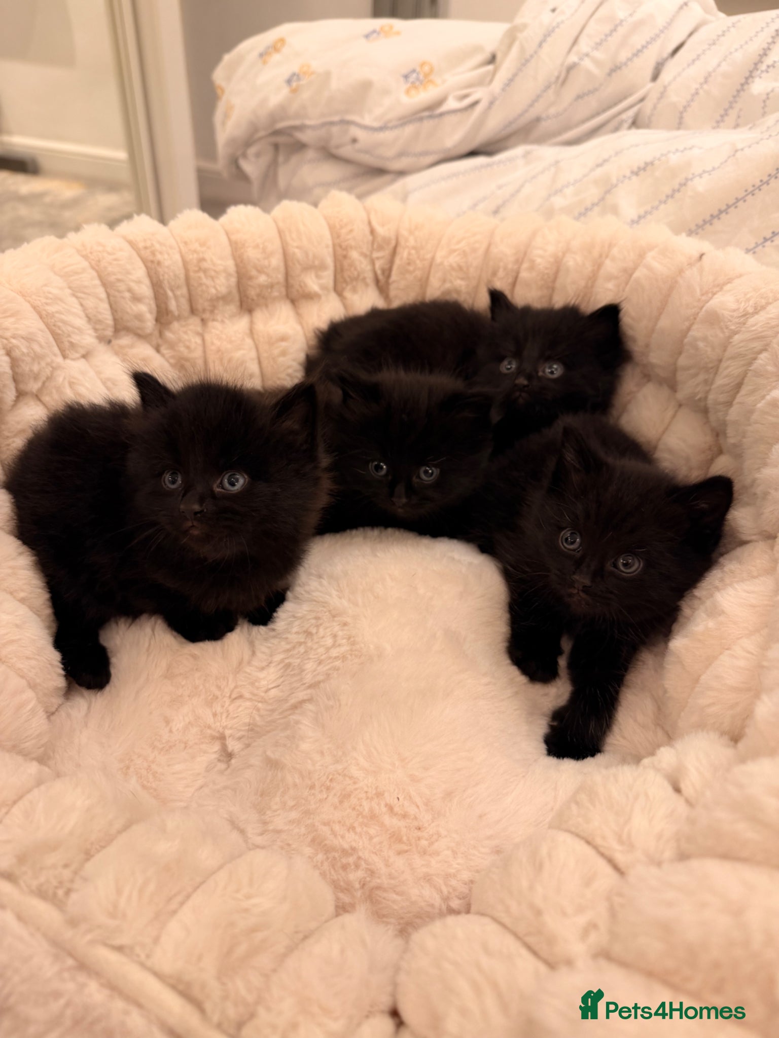 Mixed Breed cats Adorable Black Kittens Ready From 20th June 🖤 - Advert 1