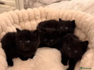 Mixed Breed cats Adorable Black Kittens Ready From 20th June 🖤 - Advert 1