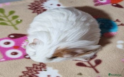 Guinea Pig rodents for sale: Two Stunning Sheltie Sows - Image 11