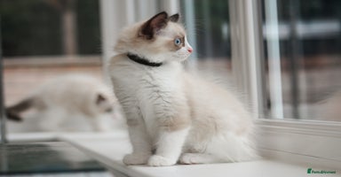 Ragdoll cats in Tamworth - Advert 14