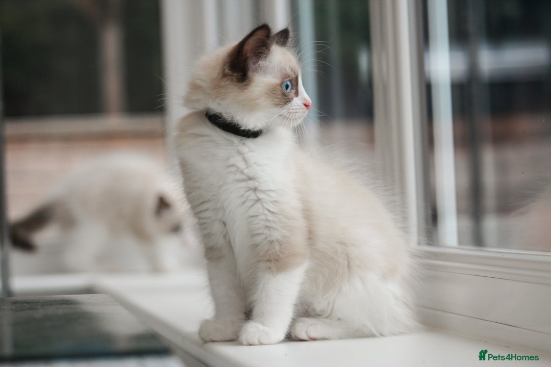 Ragdoll cats for sale: 🐈✨ Tica Registered Ragdoll Kittens in Tamworth - Image 2