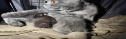 British Shorthair cats for sale: Brithish shorthair kittens  - Advert 2
