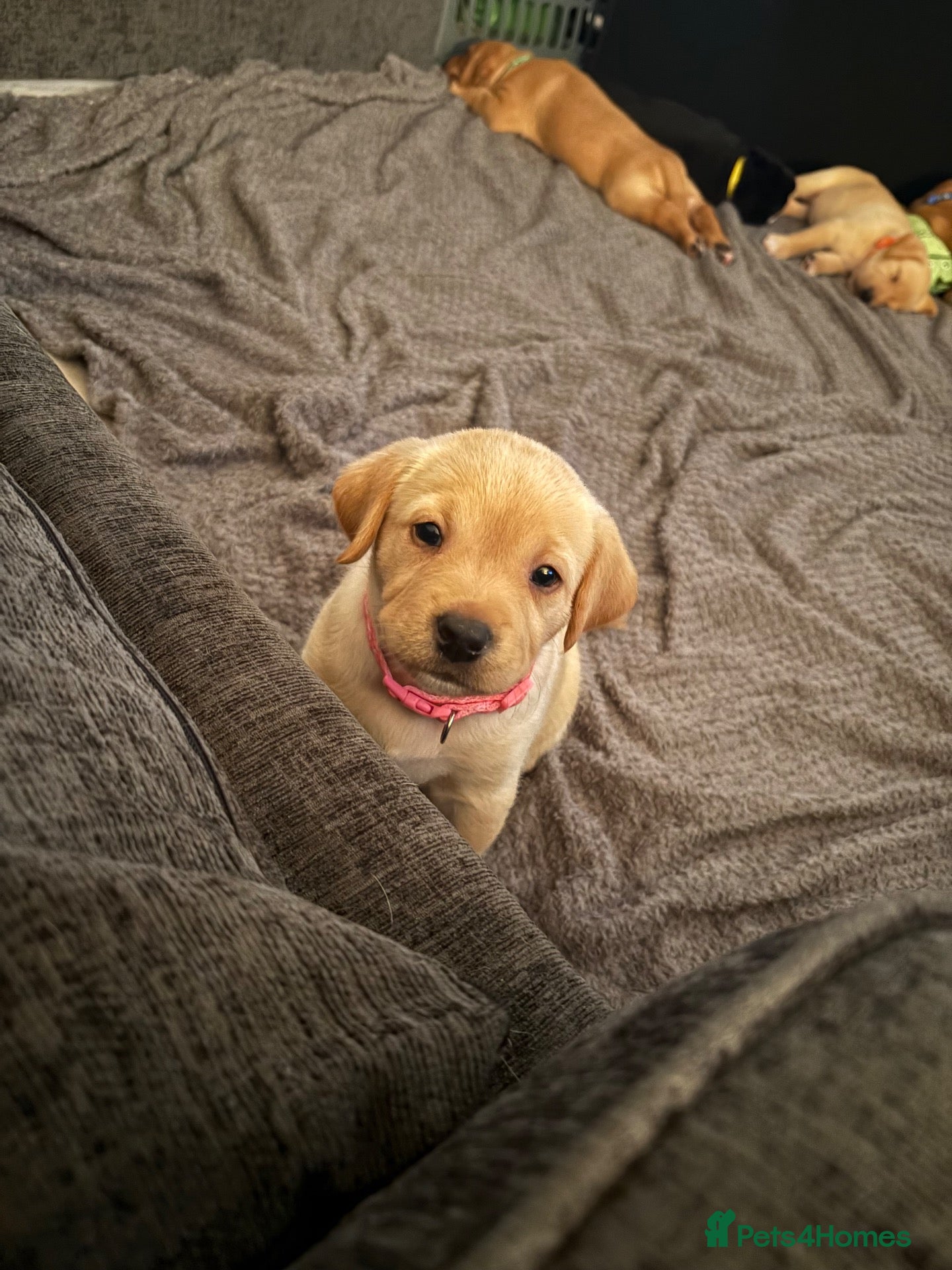 Mixed Breed dogs Labrador x staff - Advert 2