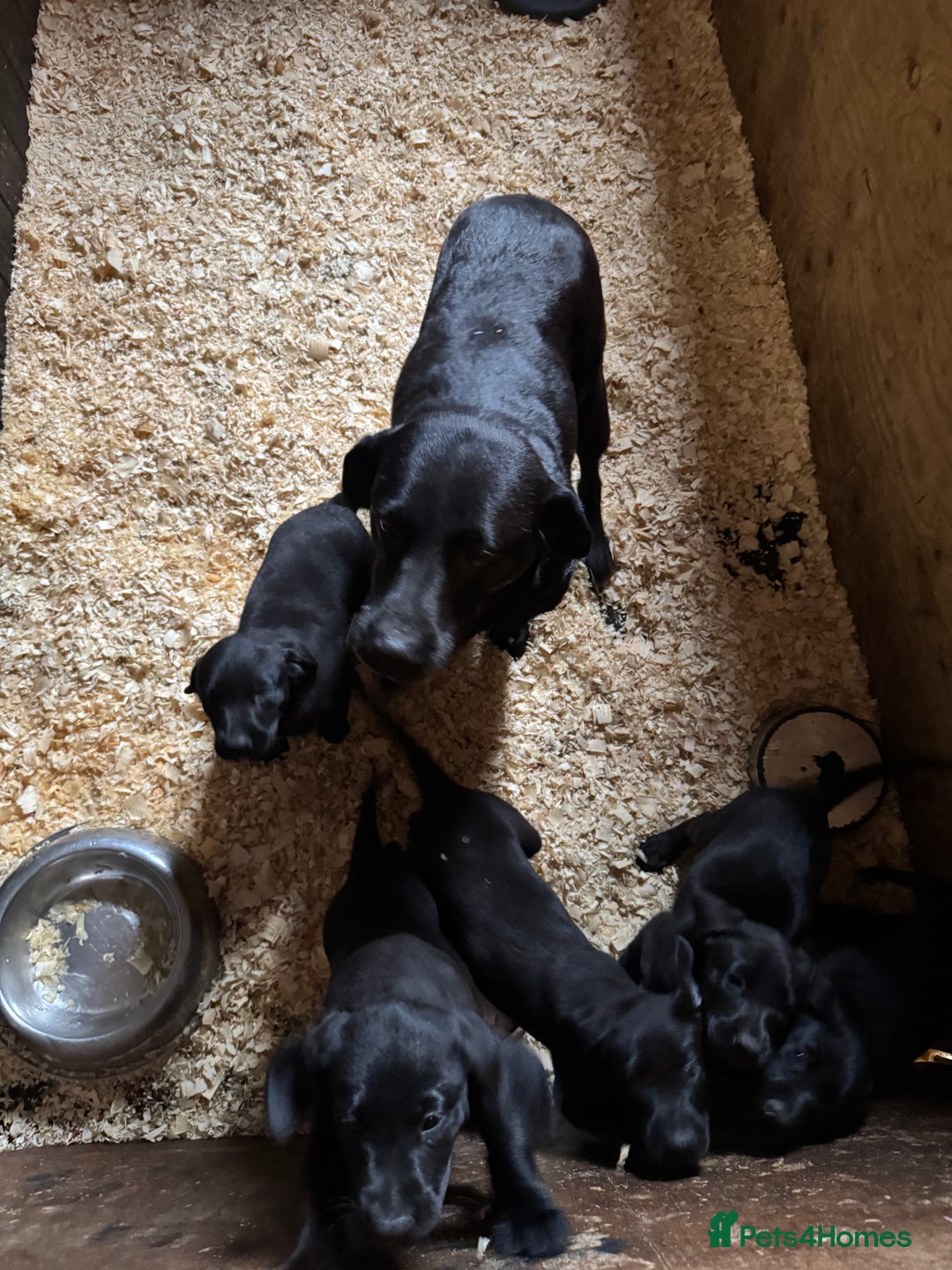 Labrador Retriever dogs for sale: 5 Labrador puppies for sale  - Image 2
