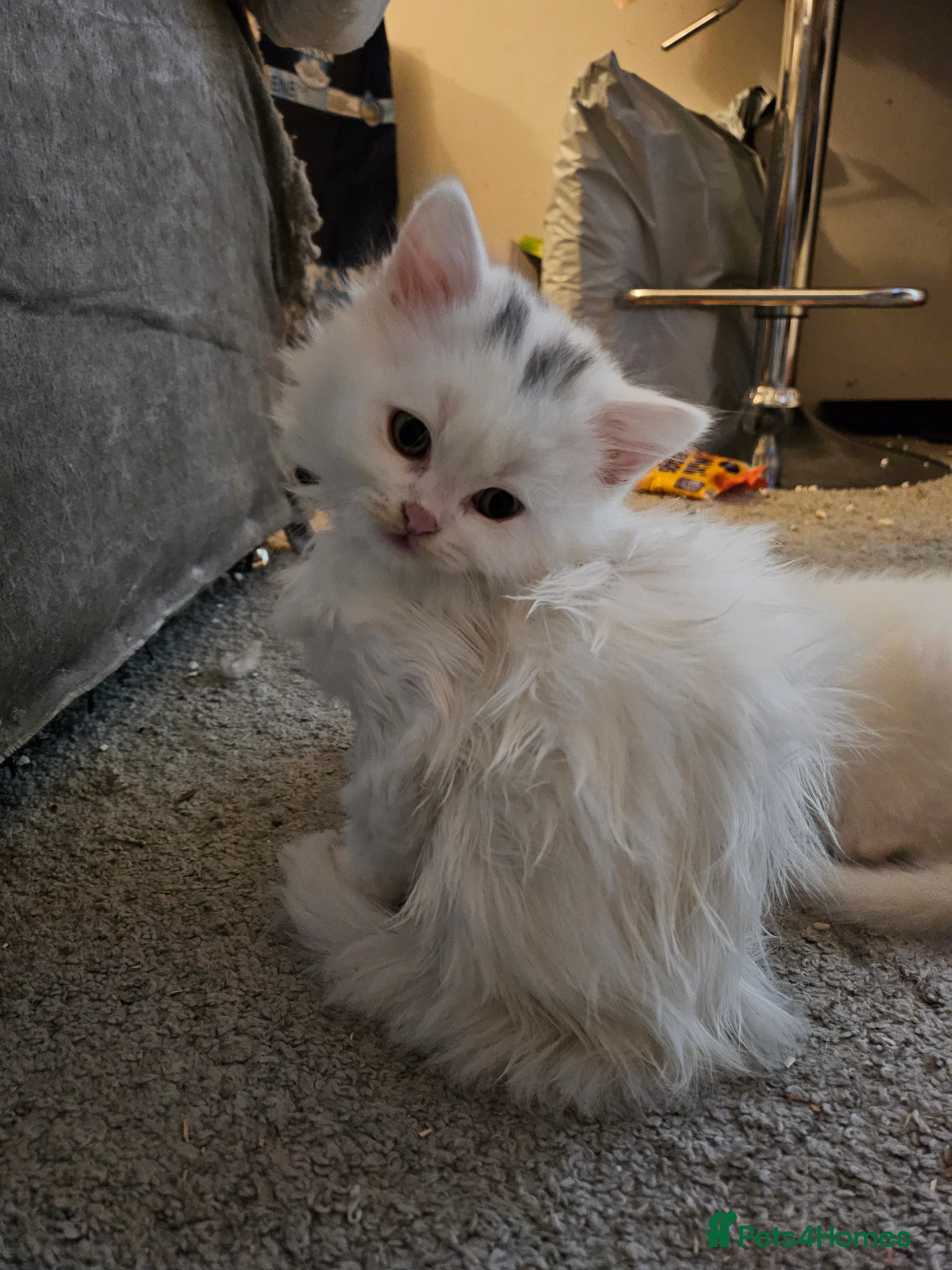 British Longhair cats BLH and BSH - Advert 2