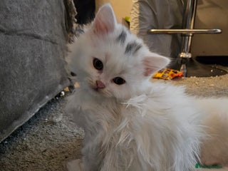 British Longhair cats BLH and BSH - Advert 2