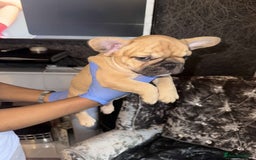 French Bulldog dogs for sale:  French bulldogs from £850 to £1700 in Liverpool - Image 11