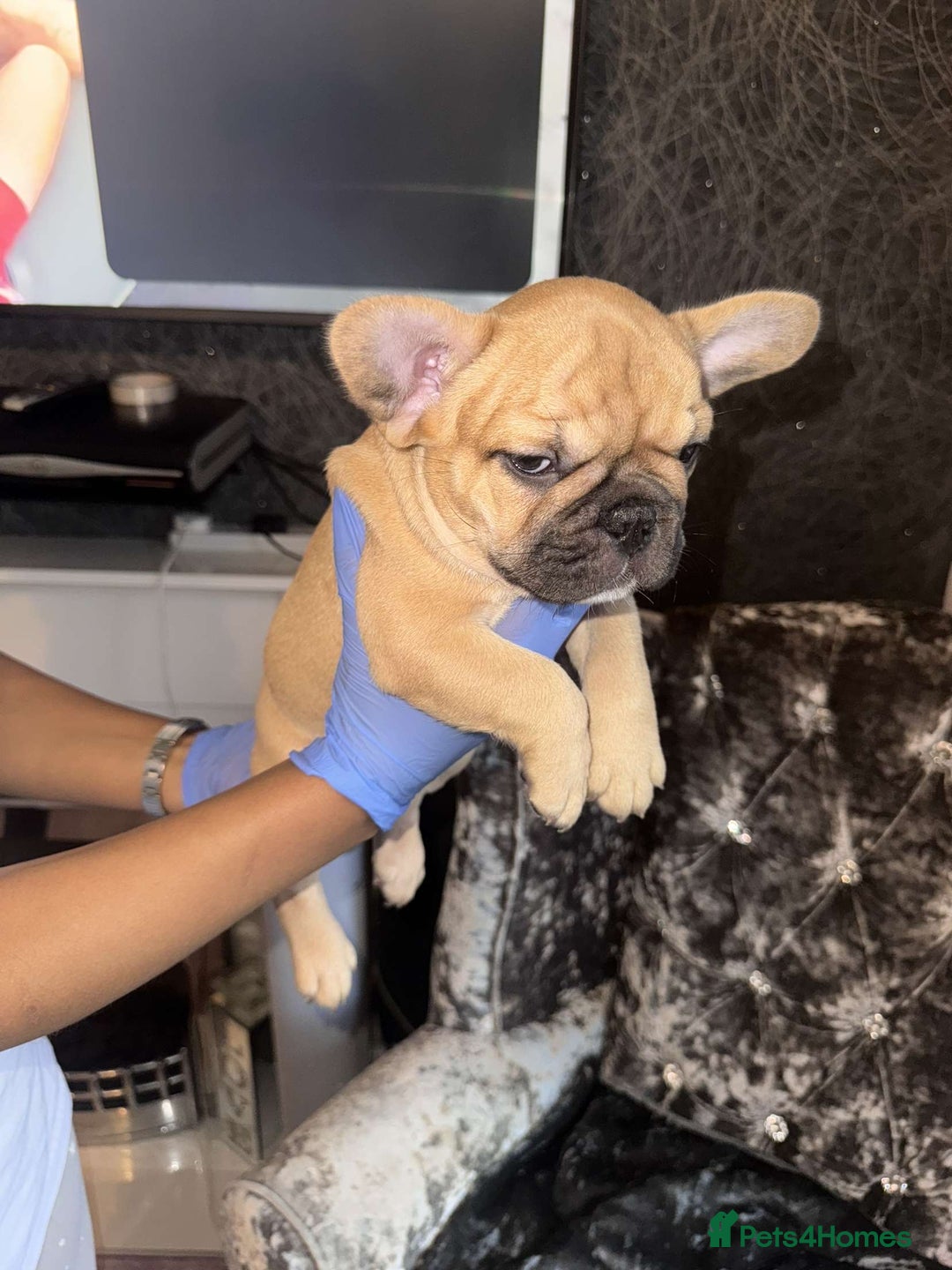 French Bulldog dogs for sale:  French bulldogs from £850 to £1700 in Liverpool - Image 11