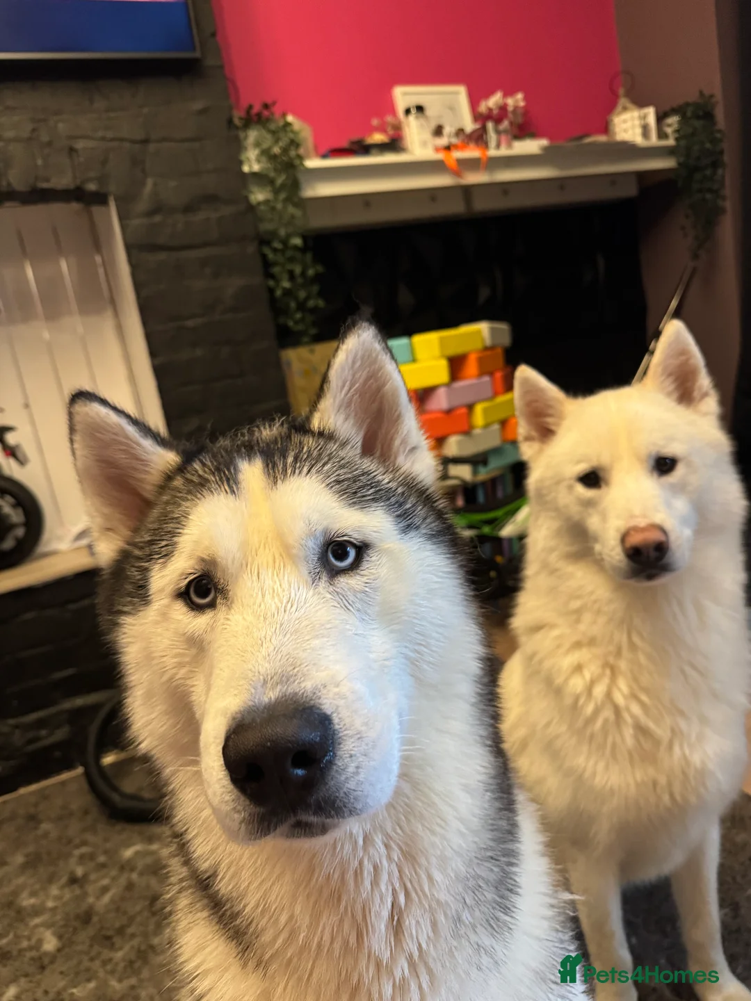 Siberian Husky dogs for sale: Two beautiful huskys ( brothers ) - Advert 4