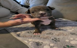 American Bully dogs for sale: Beautiful amarican pocket bullys  - Advert 9