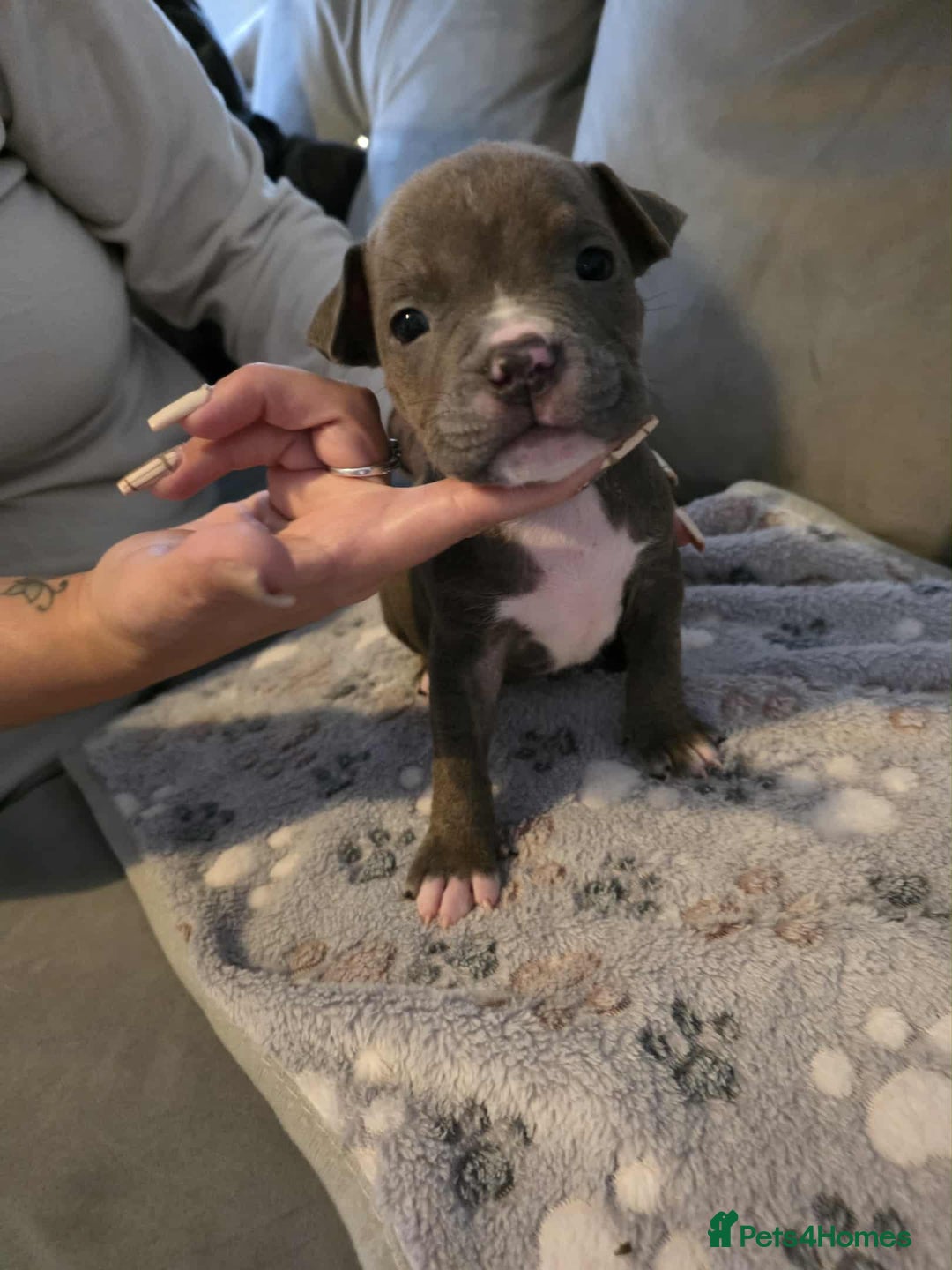 American Bully dogs for sale: Beautiful amarican pocket bullys  - Advert 9