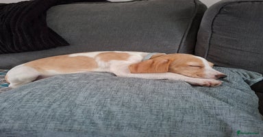 Beagle dogs - Advert 5