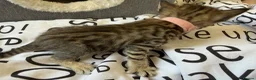 Bengal cats for sale: 🐾 Beautiful Bengal x Maine Coon Kittens 🐾 - Advert 18