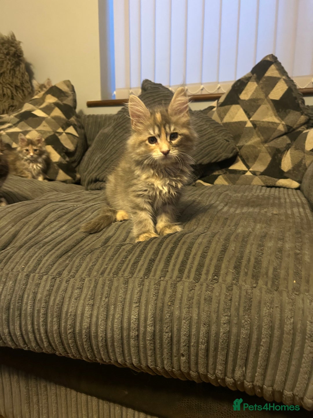 Maine Coon cats for sale: Gorgeous bundles of fluff n mischief  - Image 12