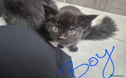 Mixed Breed cats for sale: Beautiful mixed kittens  - Image 10
