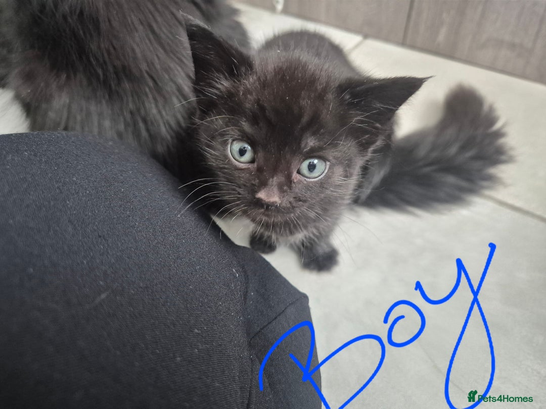 Mixed Breed cats for sale: Beautiful mixed kittens  - Image 10