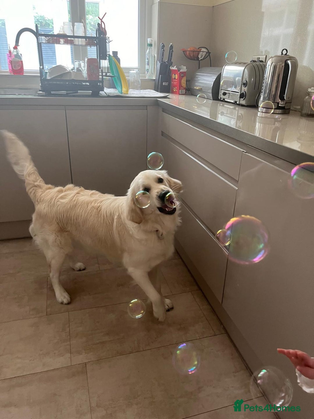 Golden Retriever dogs for sale: 2 year old female - Advert 2