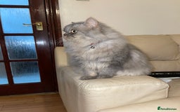 Persian cats for sale: Persian male  - Image 7
