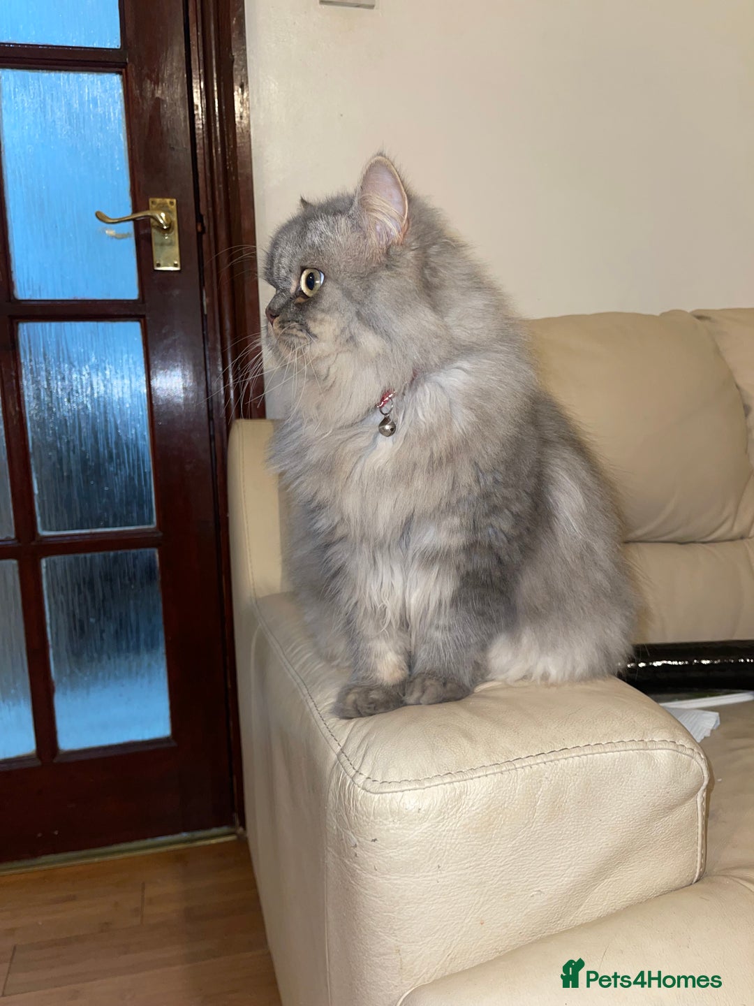 Persian cats for sale: Persian male  - Image 7