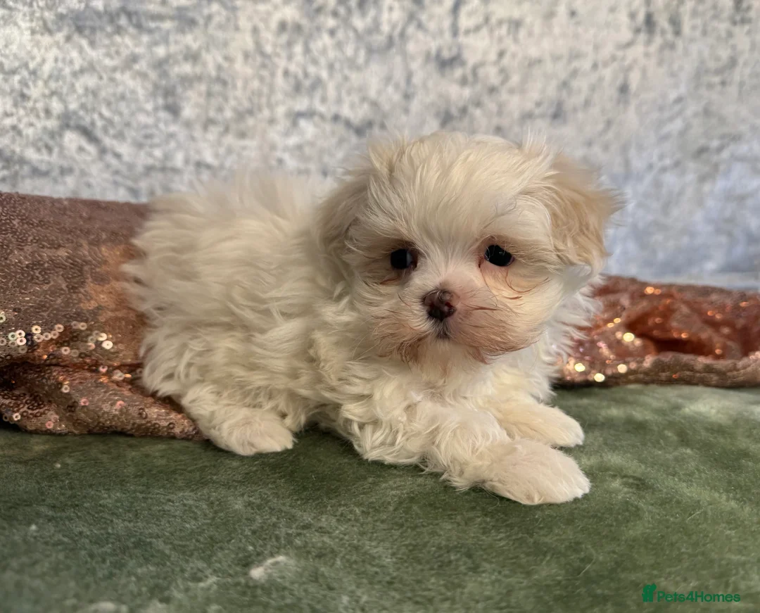 Maltipoo dogs for sale: Tiny f1b maltipoos  - Advert 3