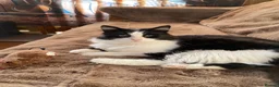 British Shorthair cats for sale: Male Tuxedo Black & White cat in Newark - Advert 1
