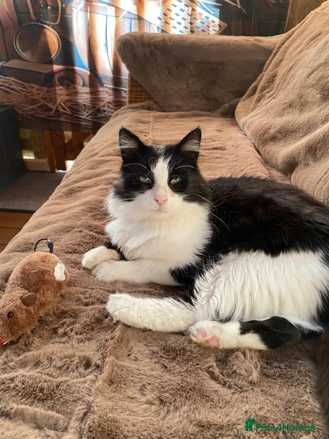 British Shorthair cats for sale: Male Tuxedo Black & White cat in Newark - Advert 1