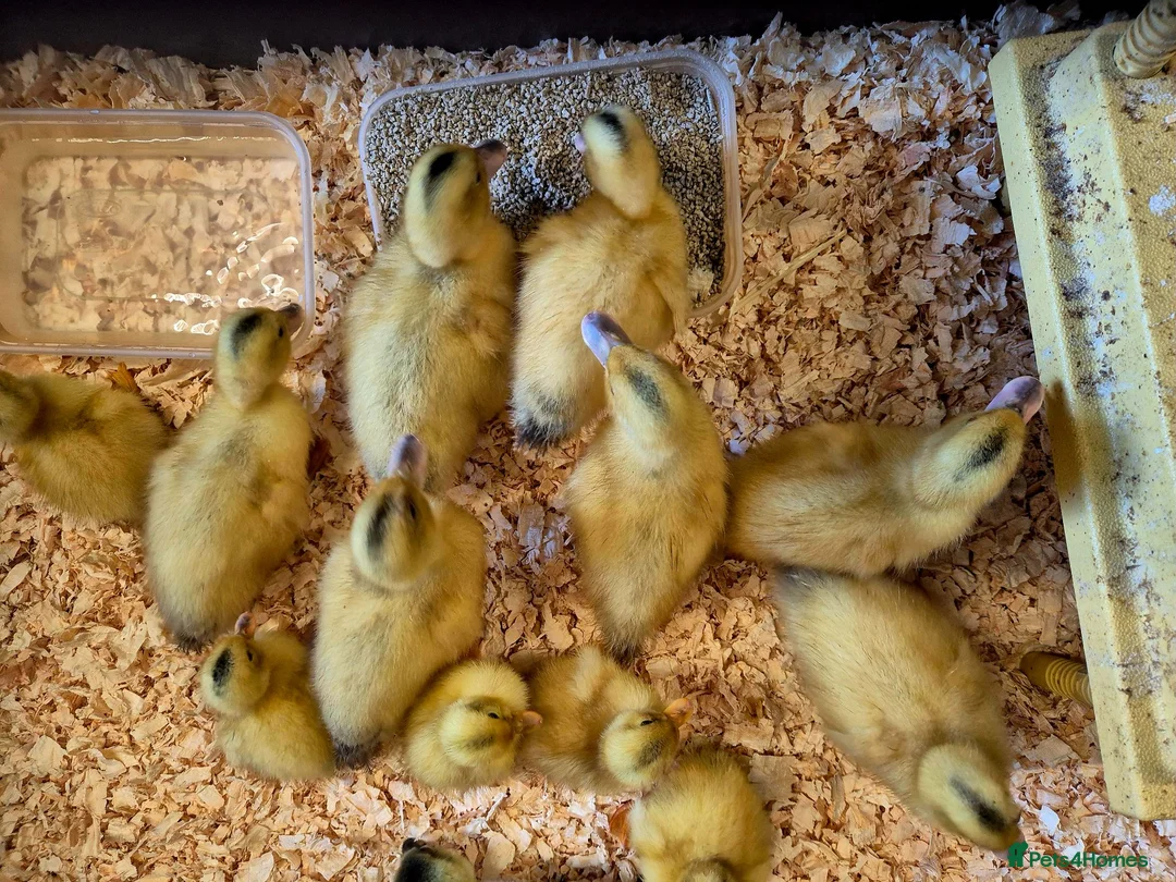 Ducks poultry for sale: Miniature silver appleyard duckling  - Advert 2