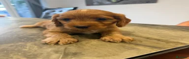 Cockapoo 1