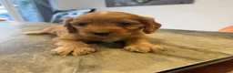 Cockapoo dogs for sale: Cockapoo puppies  - Advert 8
