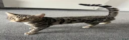 Bengal cats for sale: Bengal Cross in Polegate - Advert 4