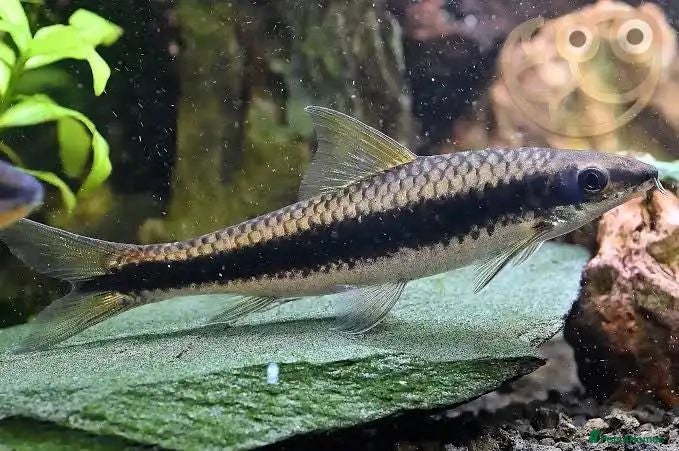Other/Mixed Breed fish Simease algae Eaters x4 - Advert 1