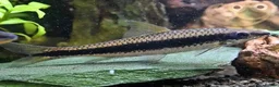 Other/Mixed Breed fish for sale: Simease algae Eaters x4 in Wirral - Advert 1