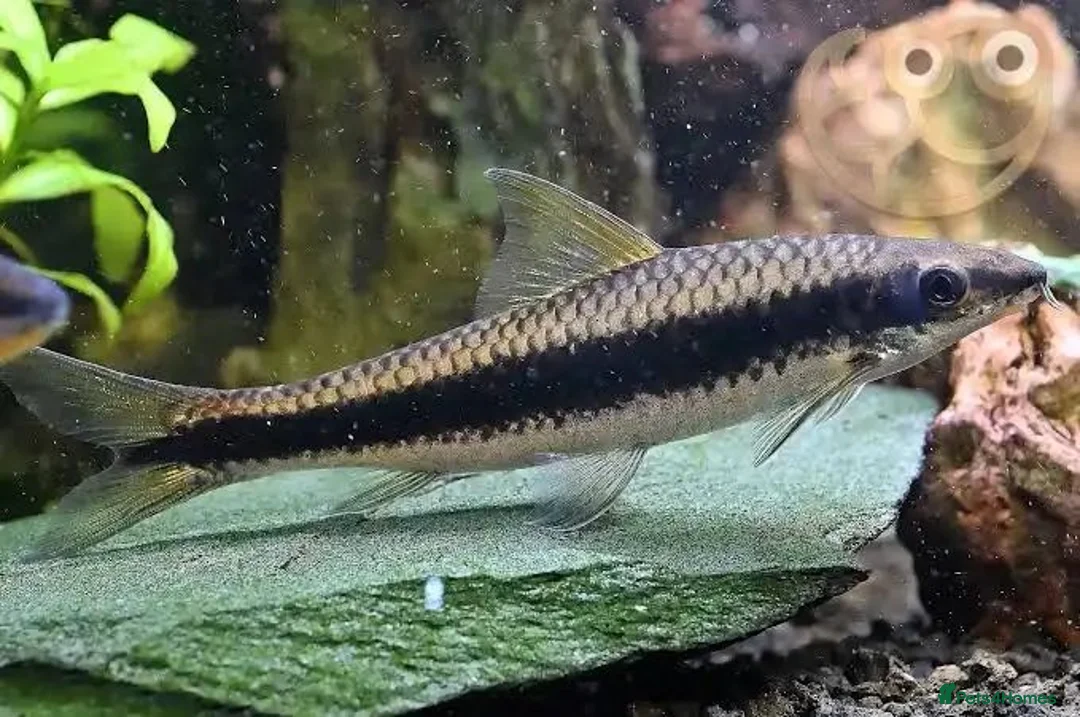 Other/Mixed Breed fish for sale: Simease algae Eaters x4 in Wirral - Advert 1