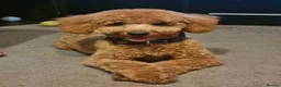 Toy Poodle dogs for stud: Toy Poodle for Stud - Advert 1