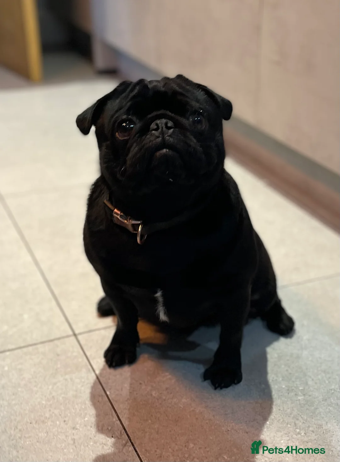 Pug dogs for stud: Health tested Boy in Tamworth - Advert 3