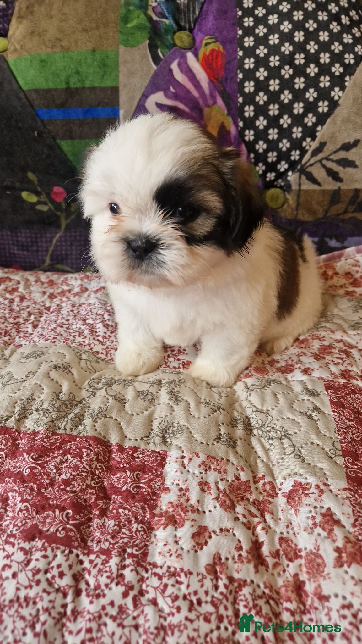 Shih Tzu dogs Shih-tzu pedigree puppies - Advert 11