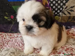 Shih Tzu dogs Shih-tzu pedigree puppies - Advert 11