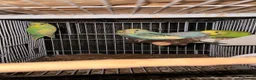 Budgerigars birds for sale: Mixed Budgies 6-12months male and frmale - Advert 12