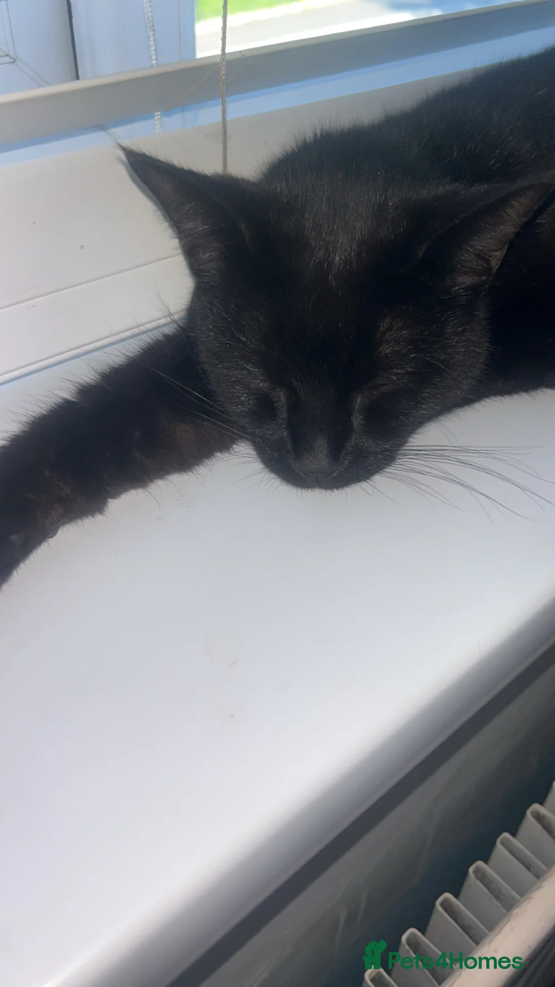 Mixed Breed cats for sale: Black cat - Advert 2