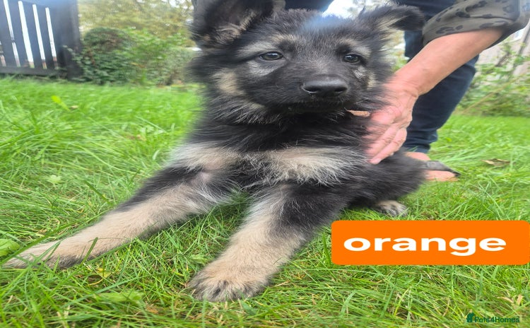 German Shepherd dogs - Advert 2
