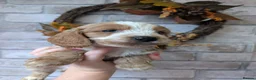 Cockapoo dogs for sale: Cockapoo Puppies in Manchester - Advert 3