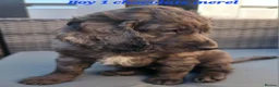 Cockapoo dogs for sale: ALAYKA our lovely Merle cockapoo has given birth. - Advert 7