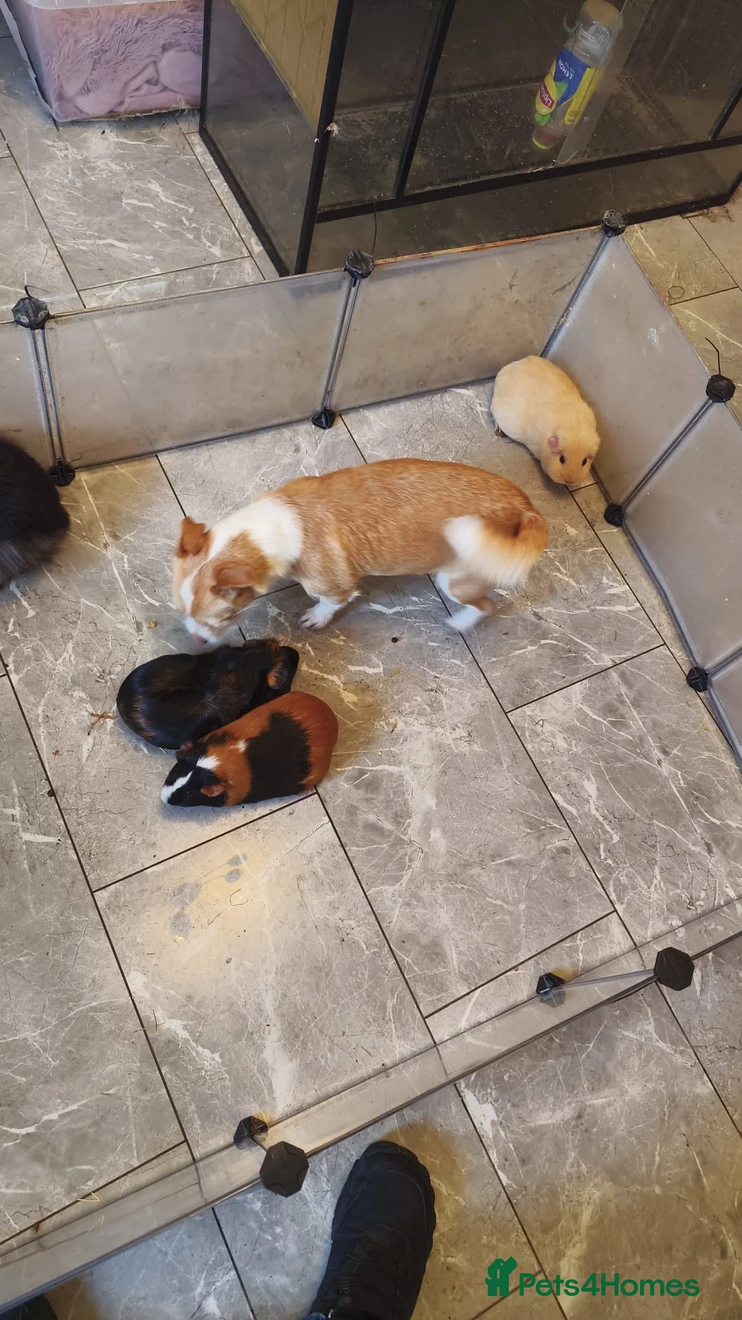 Guinea Pig rodents for sale: A very sad rehoming due to relocation no pets - Advert 6