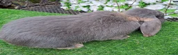 Continental Giant rabbits for sale: Super Stud Bunnies Health checked and Vaccinated  - Advert 14