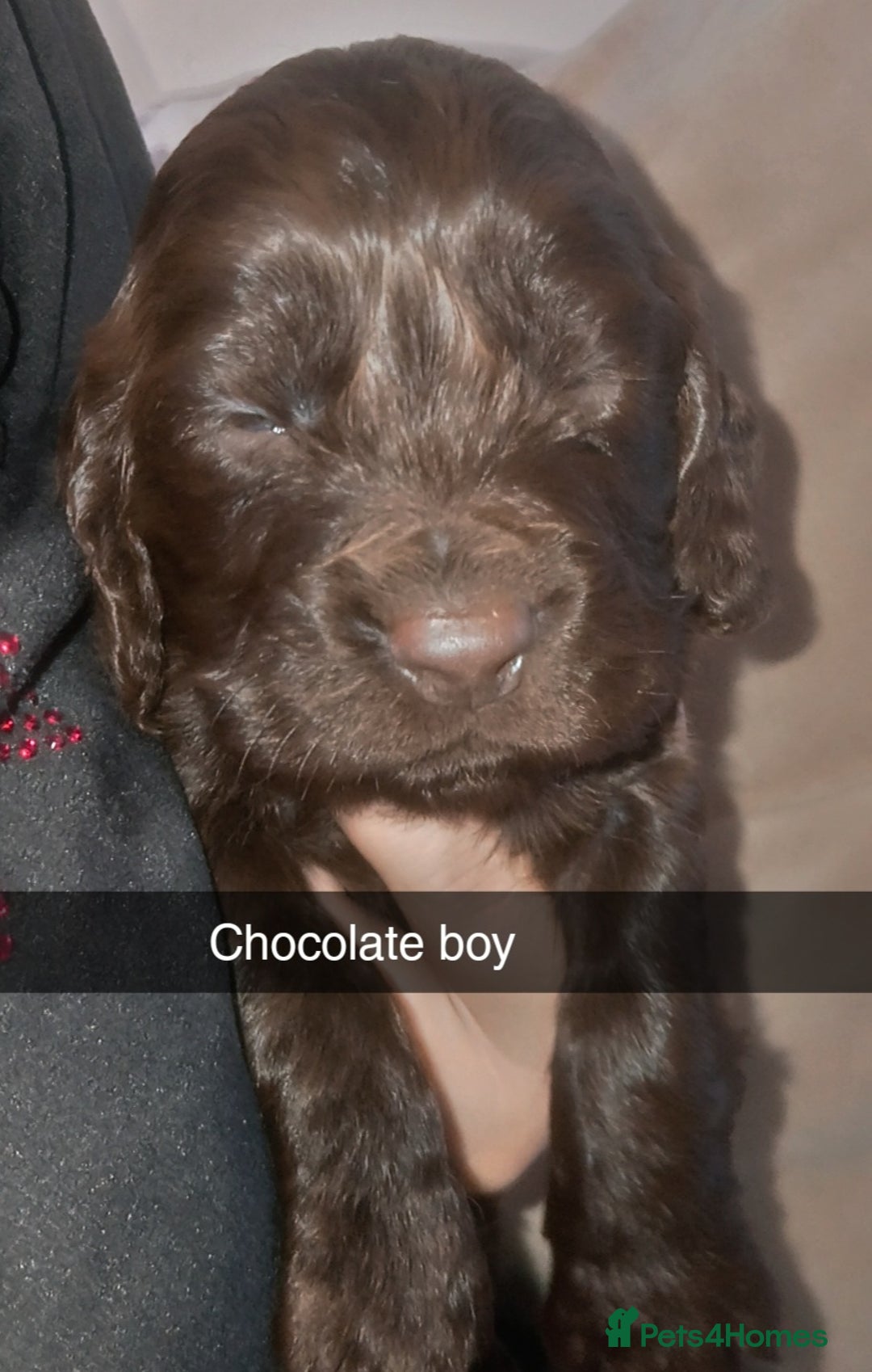 Cocker Spaniel dogs for sale: 8 stunning cocker spaniel puppies - Advert 6